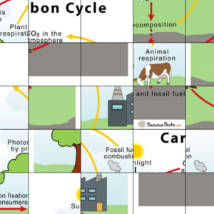 The Carbon Cycle Jigsaw