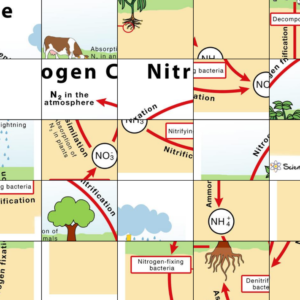 The Nitrogen Cycle Jigsaw